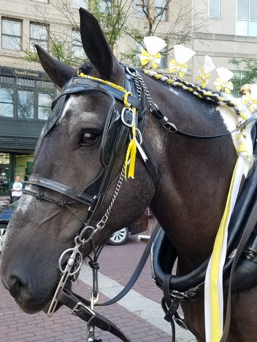 Doc the horse