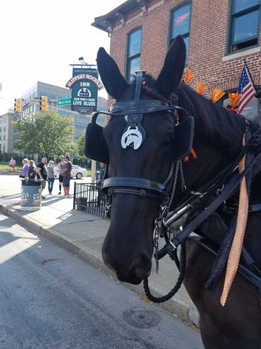 Phantom the horse