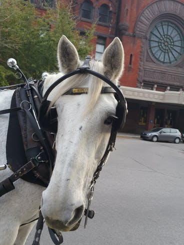 Ripley the horse