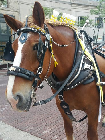 Roxie the horse