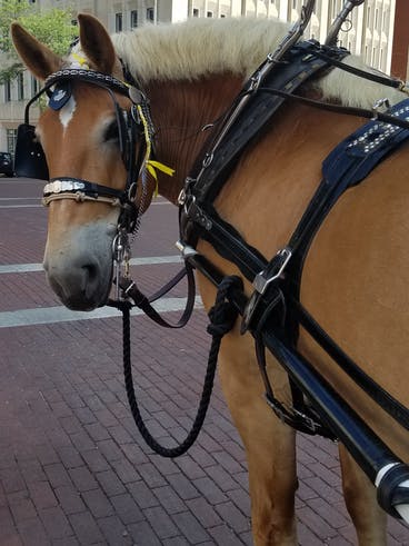 Rumor the horse