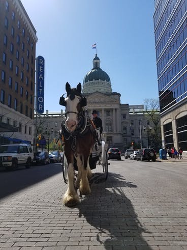 Horse-drawn carriage